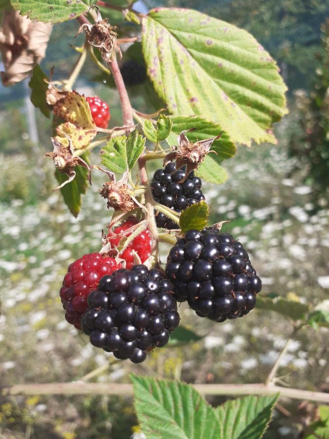 Ca Gennara Agri B&B Porretta Terme Eksteriør bilde